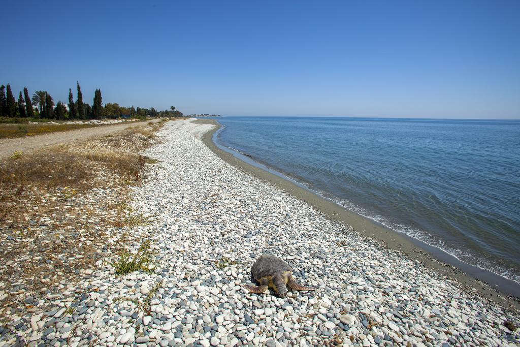 Larnaca Villa Marina Meneou ภายนอก รูปภาพ